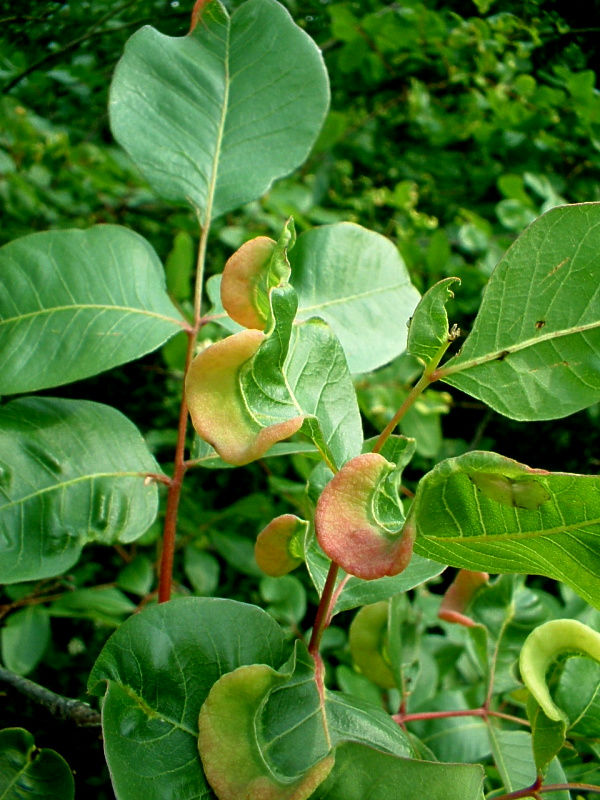 Galla: Forda formicaria